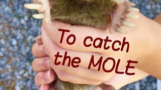 How to trap moles with  scissor trap