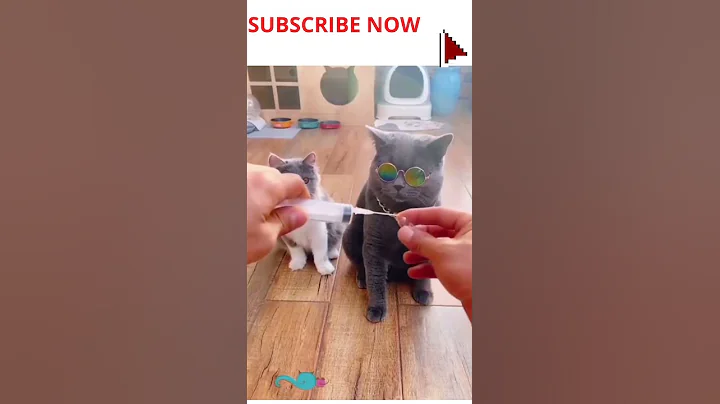 Watch the video about Faint-Hearted Cats | Funny Cat Videos| Best Cat Compilation 2021 | Coward Cat #What'sSoFunny #shorts
