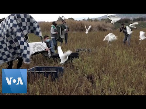Bolivian Herons Fly Home After Fire Ravaged Habitat.
