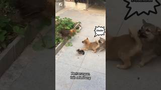 Maunan Anagil Menyakitkanbinatang anjing ayam kucing kelahi lucu ngakak reelviral