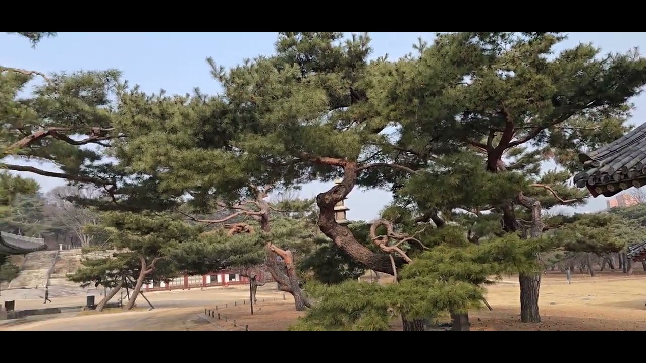 Walking Around Changgyeonggung & Changdeokgung | Quiet Palace Streets of Seoul