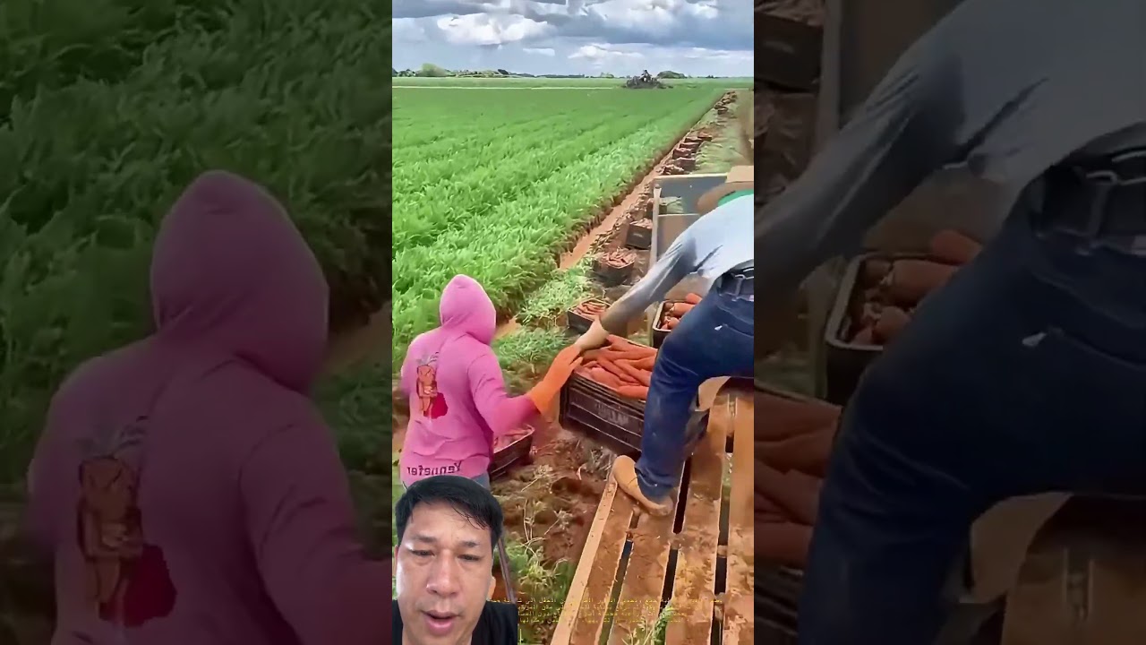 Harvesting Carrots by Hand #farming #satisfying #agriculture #garden #farmer