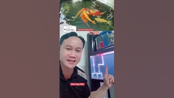 Trị Bệnh Nấm Trắng Cho Cá Koi🥰🥰🥰🥰