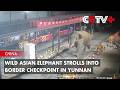 Wild Asian Elephant Strolls into Border Checkpoint in Yunnan