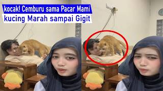 HILARIOUS! Jealous of Mom's Boyfriend, This Cat Gets Angry and Bites a Hand – Funniest Compilation