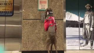 Service Dog Colt Opens The Elevator
