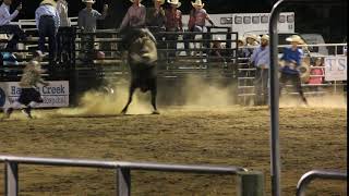 Randy Martin Black Lineback Bull 6-4-19 Sebra
