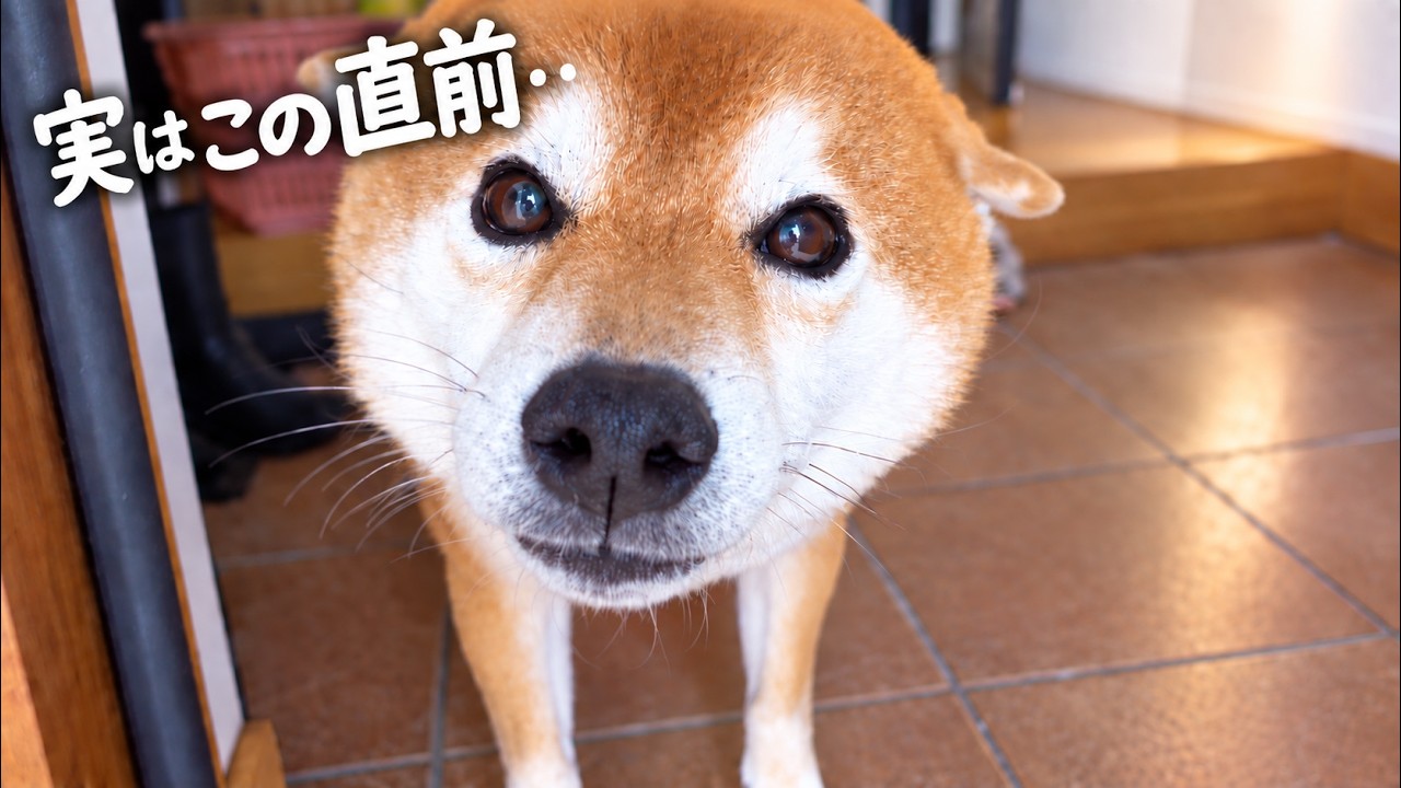 僕らがいない間、ペットカメラに全部写ってました‥