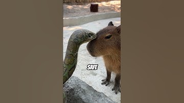 Capybaras The World’s Friendliest Animal #shorts