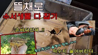 저수지에서 수서생물 채집해보았다.와~ 이것도 나올줄이야ㅋㅋ꿀잼보장!! [정브르]/Aquatic creature collection!