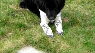 P1020603_Lowie_en_de_Hommel.MOV