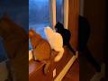 Cat and Dog #cat #animals #katze #dog #hund #katze
