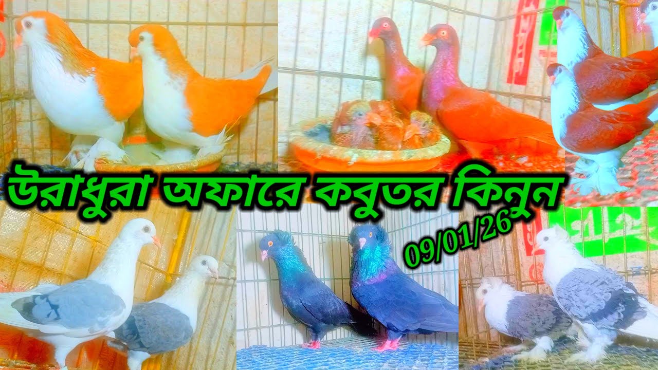 উরাধুরা অফারে কবুতর কিনুন খামারি ফরহাদ ভাই লোকেশন ভাওয়াল মির্জাপুর গাজীপুর কিনুন