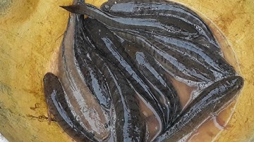 Cấm câu cá lóc mùa nước nổi bằng mồi cá bảy trầu.Thú vui dân dã miền tây..@Thanh Cò lép