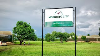 Welcome to Mosquito City!