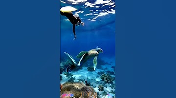 "Real Mermaid Sighting? Diver Captures Underwater Wonder 🧜‍♂️✨" #mermaid #shorts #ai