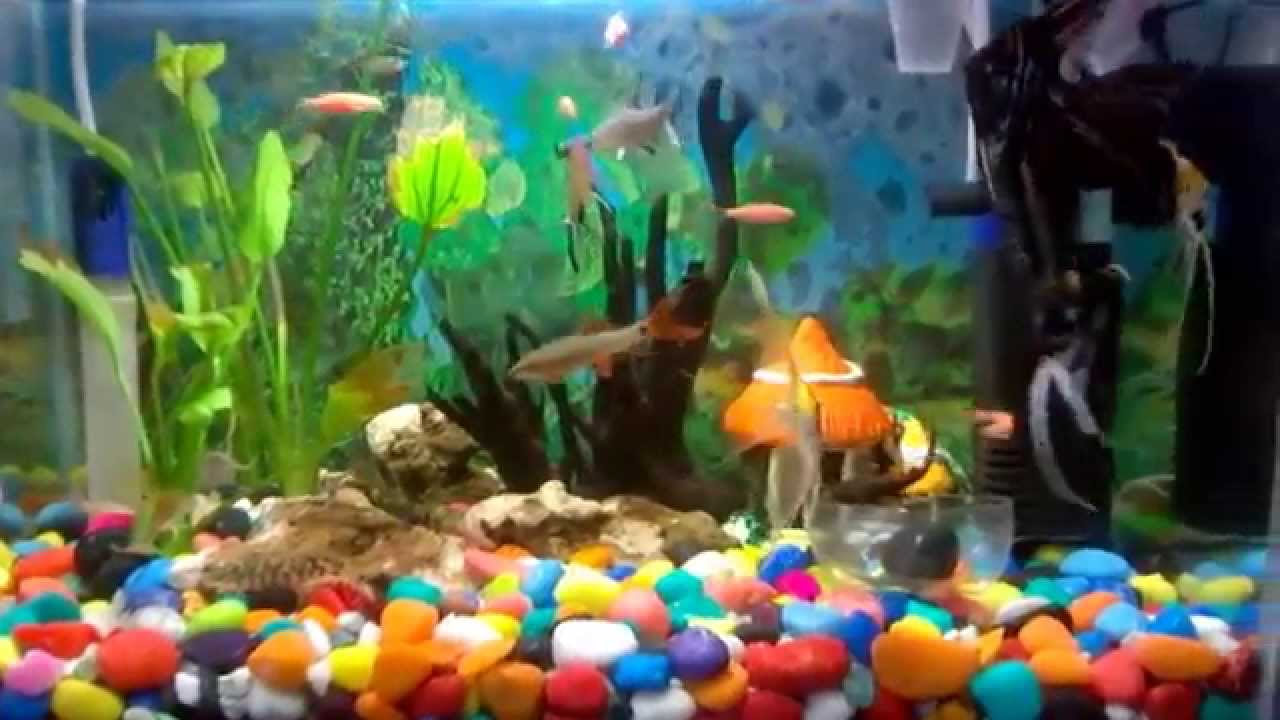Healthy Fish Tank (2015) YouTube