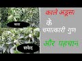 (2)काले अडूसा की पहचान और औषधीय गुण// Introduction of Black Malabarnut//kala adusa ki pahchan