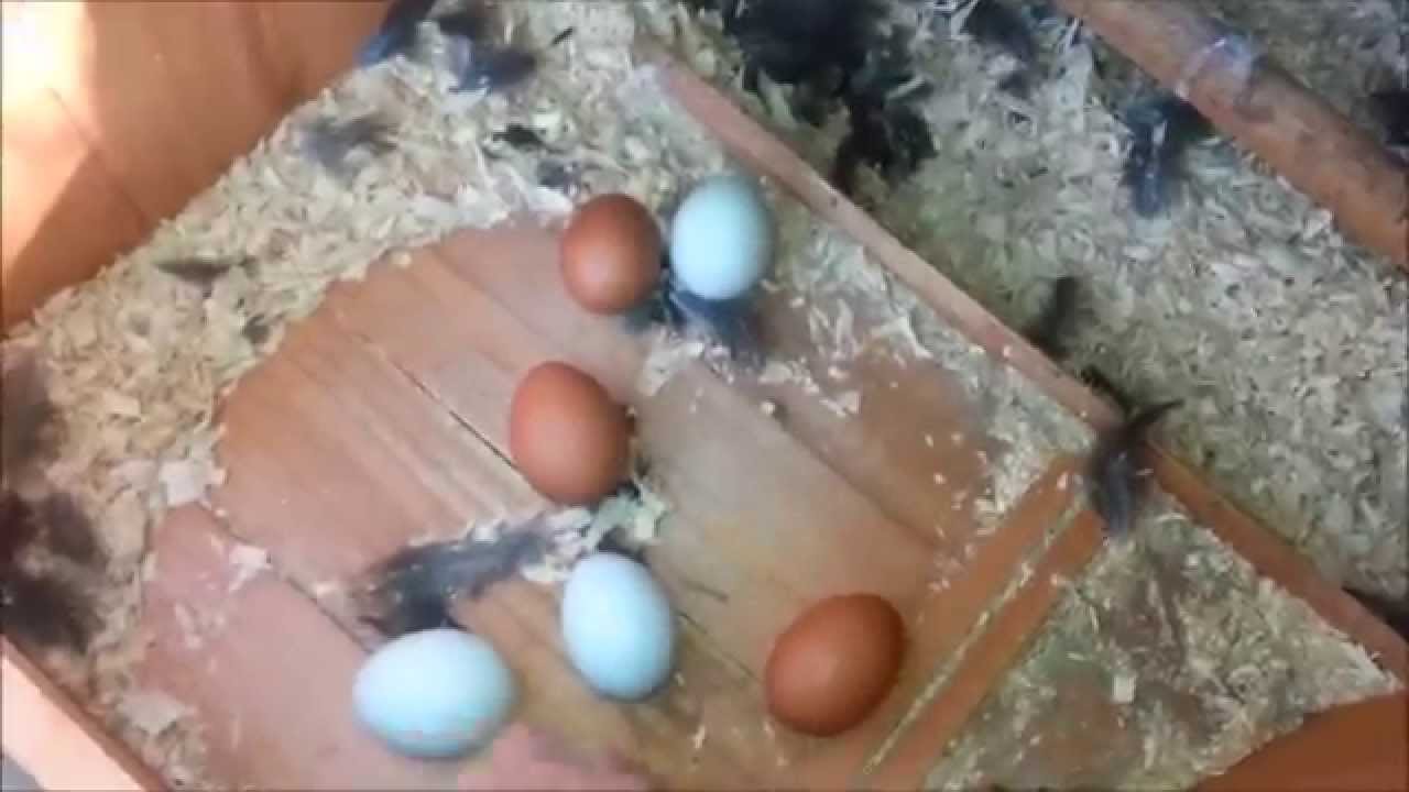 Day 3 Mama Hen Pushes Egg out of the Nest! YouTube