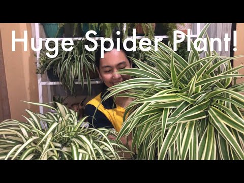 Care Tips : Paano magkaroon ng Giant Spider Plant!