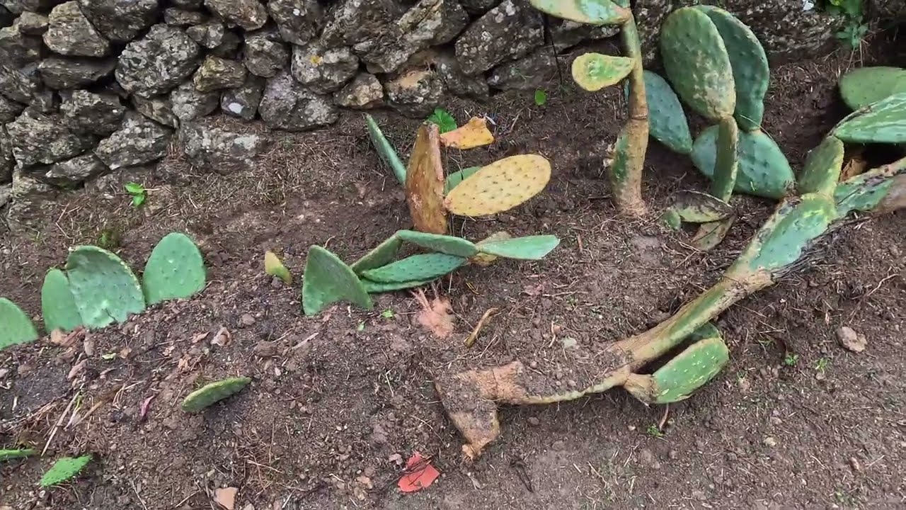 El huerto de Carlos bici va avanzando hacia primavera/verano 