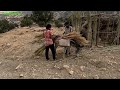 nomadic life(2023): Building a house in nature, life in nature