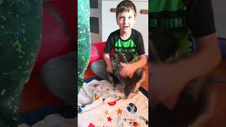 élevage micro PomskyLamy #piratesofthecaribbean #chien #enfants