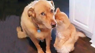 It's TIME for SUPER LAUGH With Funny Dog And Cat Moments
