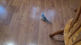 Jasper The Parakeet Plays Soccer