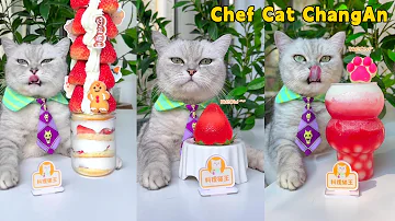 Chef Cat S Super Long Food Collection Makes You Satisfying Cat Cooking Food Cute And Funny Cat 