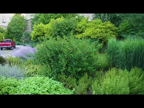 Video thumbnail: Chaenomeles speciosa - Flowering Quince