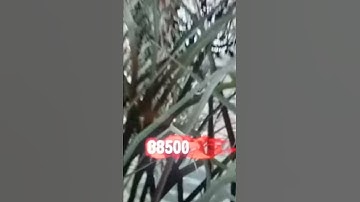 Bo1 zombies mod menu