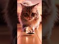 ねこすずゴロゴロ🐱#cute #asmr #animals #cat #cutecat #bell #ゴロゴロ #じゃれる