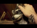 Pet Raccoon Duece eating grapes