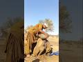 قطرات الماء تنساب من إناء في ذيل الجمل فتمنحه نسيم البرودة في حر الصحراء 