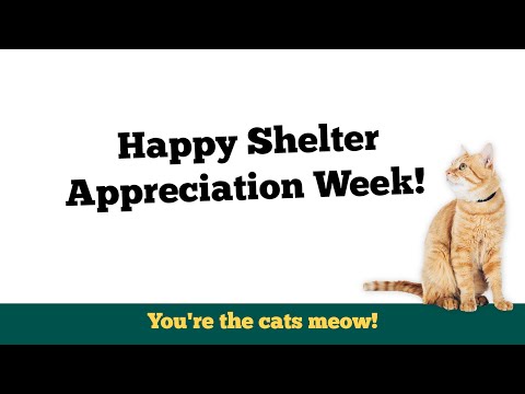 Video: National Animal Shelter Appreciation Week Promoot Lokale Opvangcentra