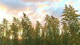 richard Claydermanma Solitude