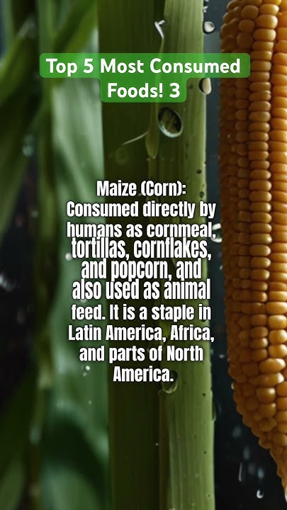 Top 5 Most Consumed Foods 3 corn maize food FunableFacts et5kv top-5-most-consumed-foods-3-corn-maize-food-funablefacts-et5kv