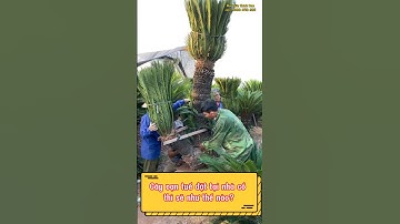 Cây vạn tuế đặt tại Nhà cổ, nhà thờ tổ, sẽ như thế nào? #caycanh #bonsai #nhavuonthanhnam