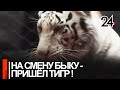 С тигром в клетке оказалась съемочная группа телеканала "Татарстан 24"