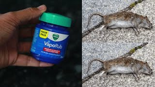 JUST Vicks VapoRub ||JUST ONE MINUTE || How To Get Rid of Mouse Rats, Permanently In a Natural Way