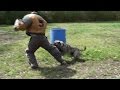 Presa Canario Security dog in training ! の動画、YouTube動画。