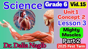 ساينس سادسة ابتدائي ترم اول 𝟐𝟎𝟐𝟓  𝐒𝐜𝐢𝐞𝐧𝐜𝐞 𝐆𝐫𝐚𝐝𝐞 𝟔 𝐂𝐨𝐧𝐜𝐞𝐩𝐭 𝟐 𝐋𝐞𝐬𝐬𝐨𝐧 𝟑 𝐏-2  𝐌𝐢𝐠𝐡𝐭𝐲 𝐌𝐮𝐬𝐜𝐥𝐞𝐬