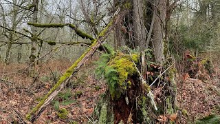 Soaring Eagle Park Trail | Hiking | USE THE MAP 😂