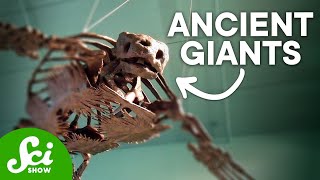 The Largest Sloth in History & Other Insanely Large Animals