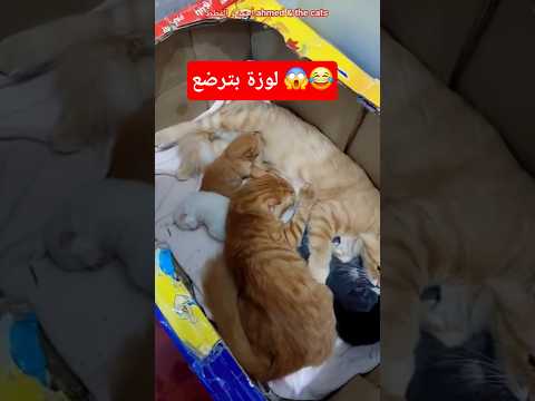 Loza Shocked Me She S Breastfeeding Kittens Funny Kittens Kittens Funny Cat Videos Shorts Cat