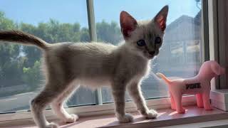 Siamese Snow Tiger Kitten🧂☁️