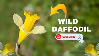 Wild Daffodil Time-Lapse: Nature's Golden Bloom Unfolds