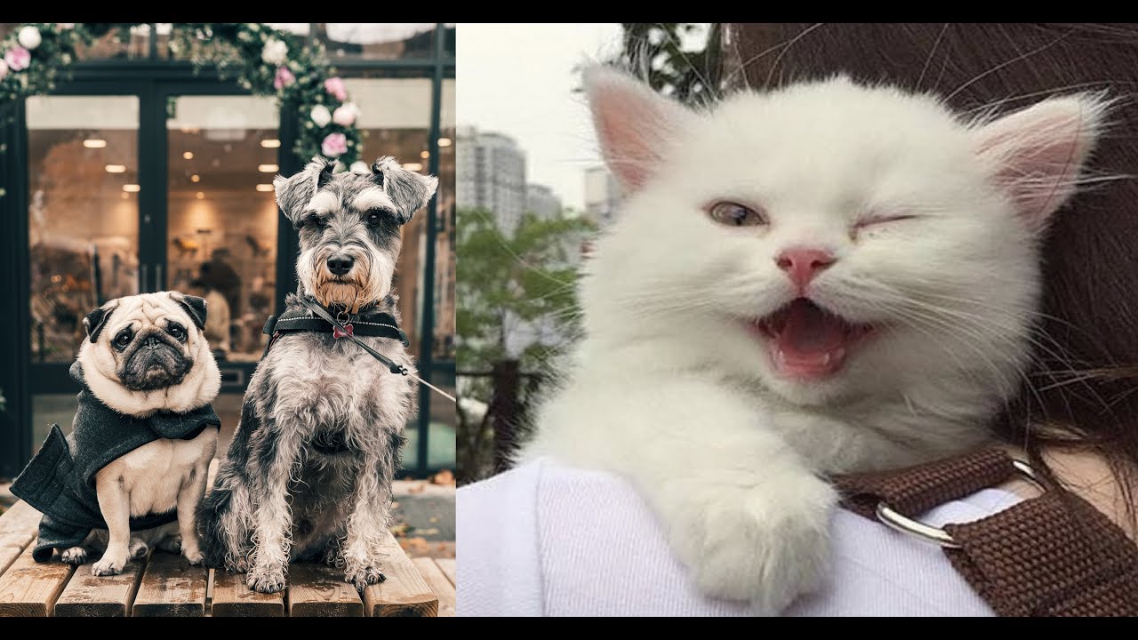 Funniest | Best Cats And Dogs | Funny Animals Compilation #63 | Funny ...