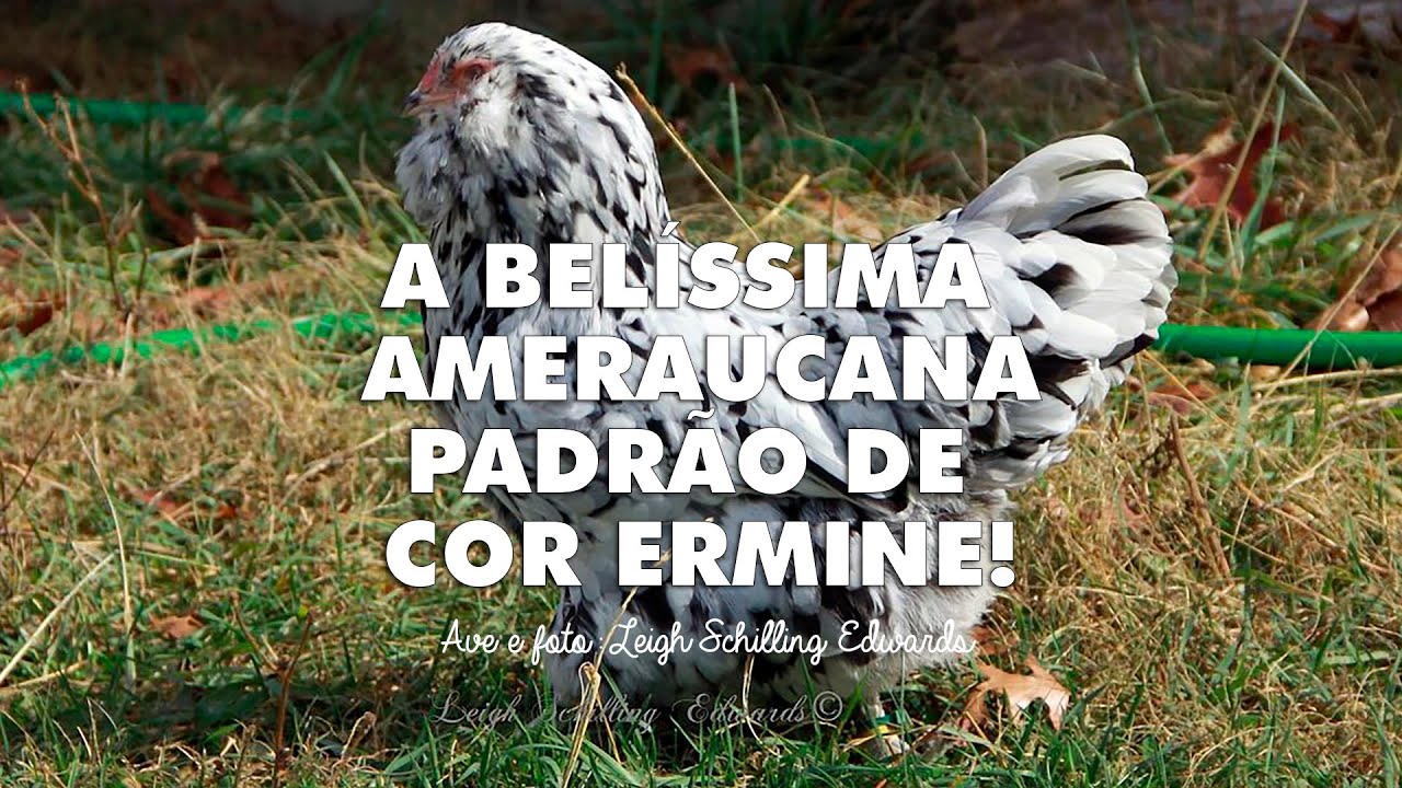 Ameraucana Padrão de cor Ermine